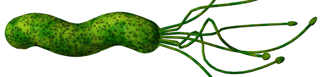 Helicobacter