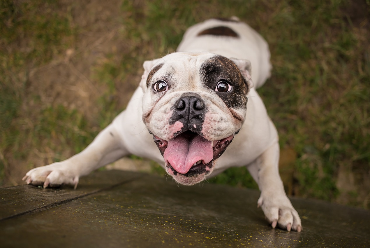 English bulldog best sale bad breath