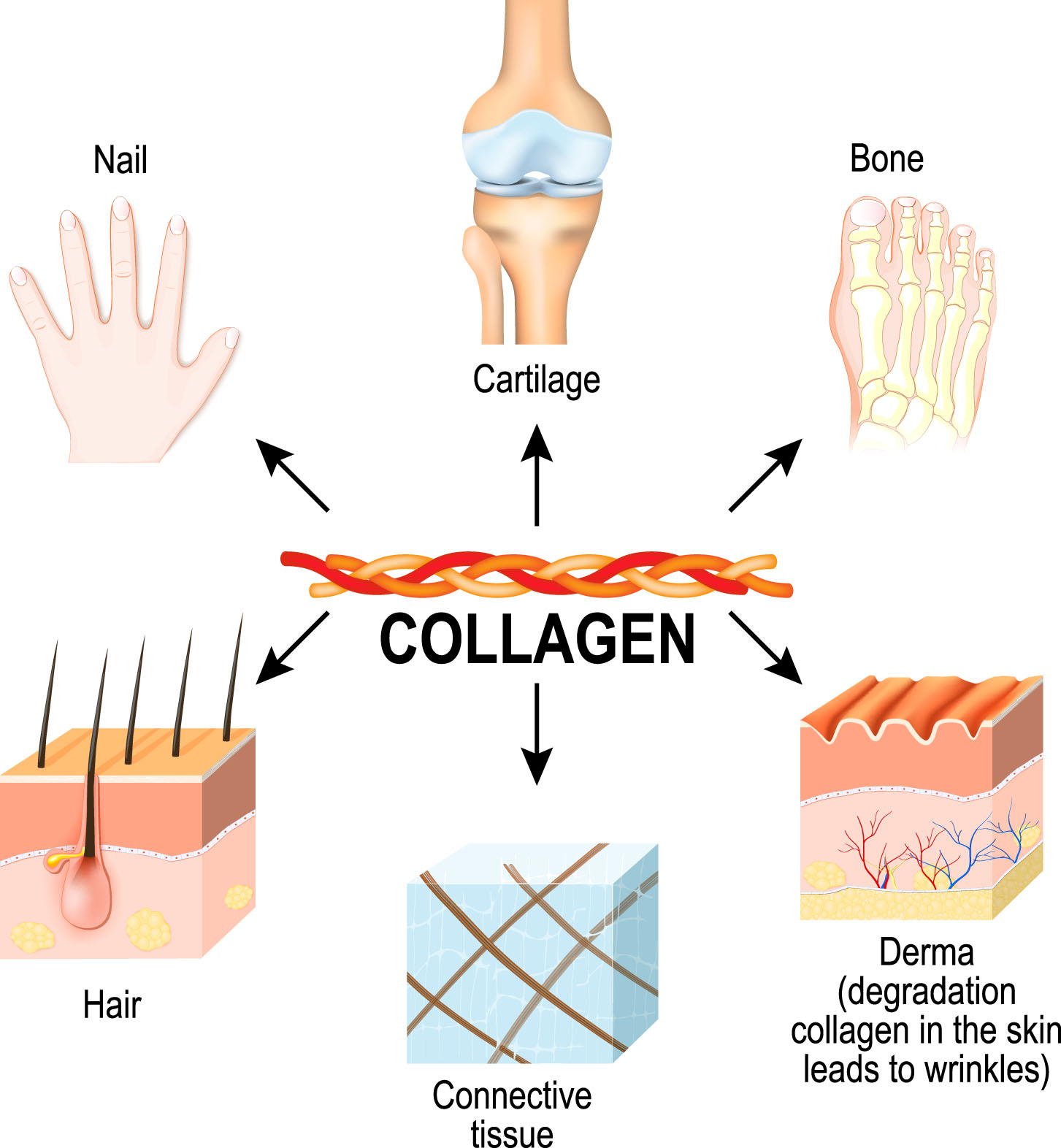 Il Ruolo Essenziale del Collagene nel nostro organismo