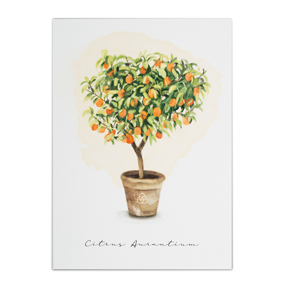 Terre Borromeo Poster - Orange