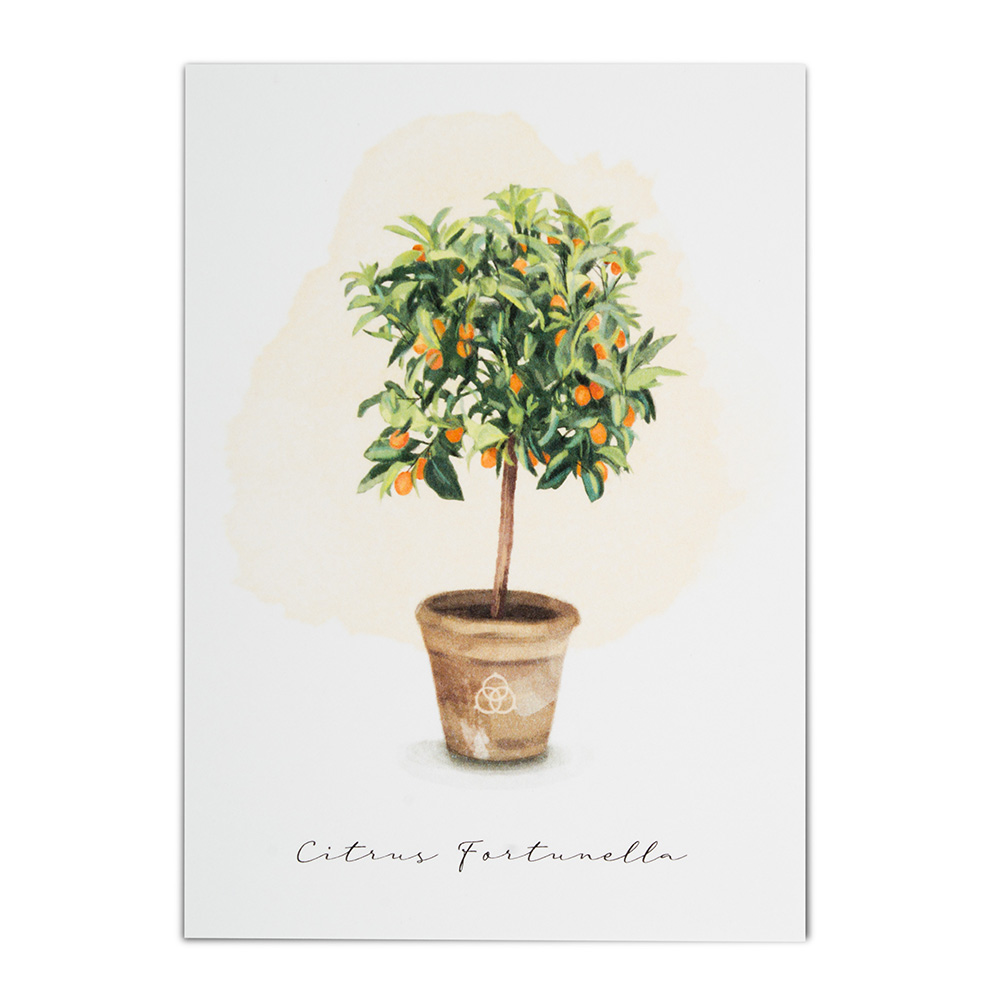 Poster Terre Borromeo - Kumquat