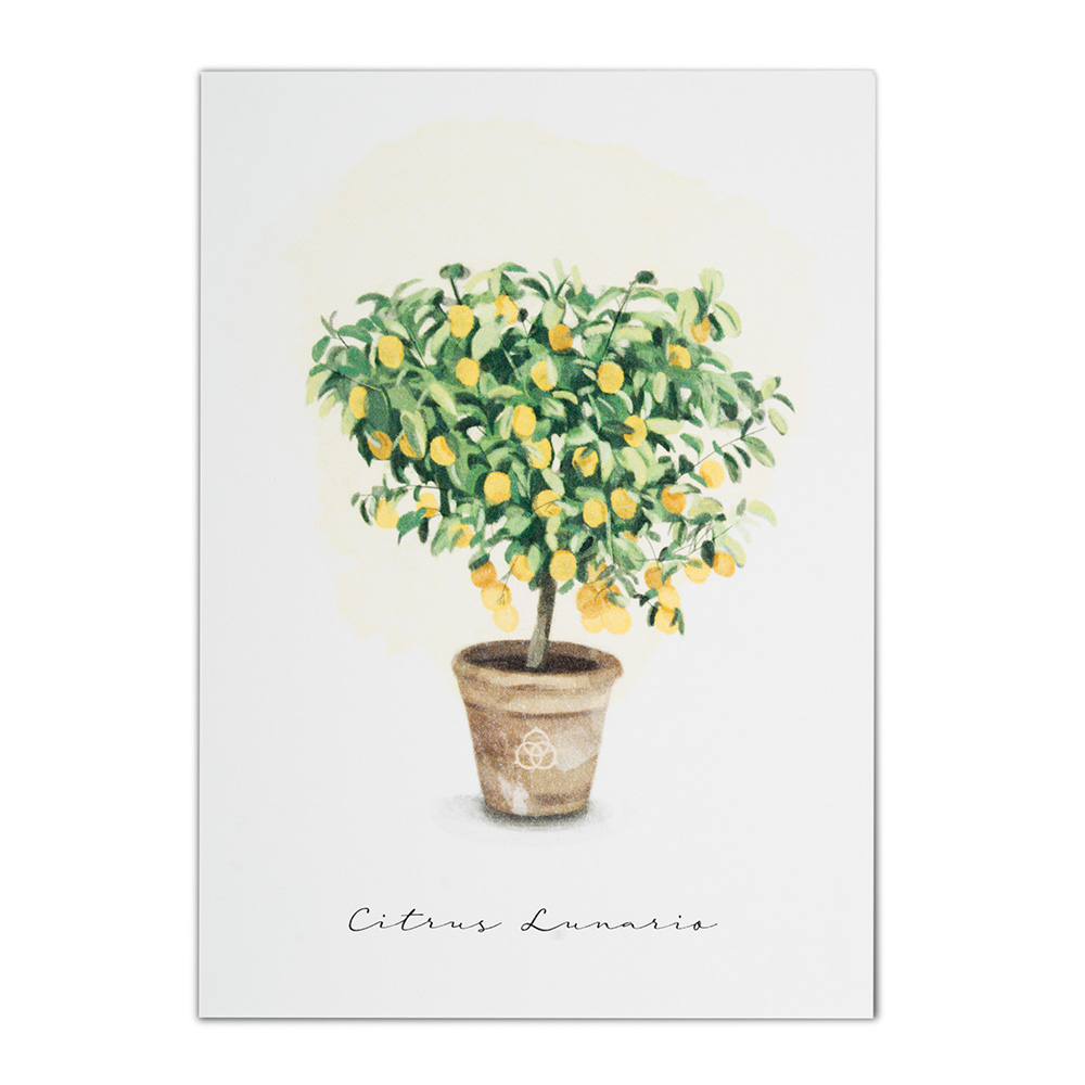 Terre Borromeo Poster - Kumquat