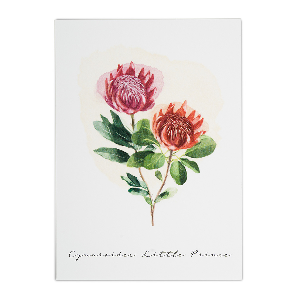 Terre Borromeo Poster - Protea