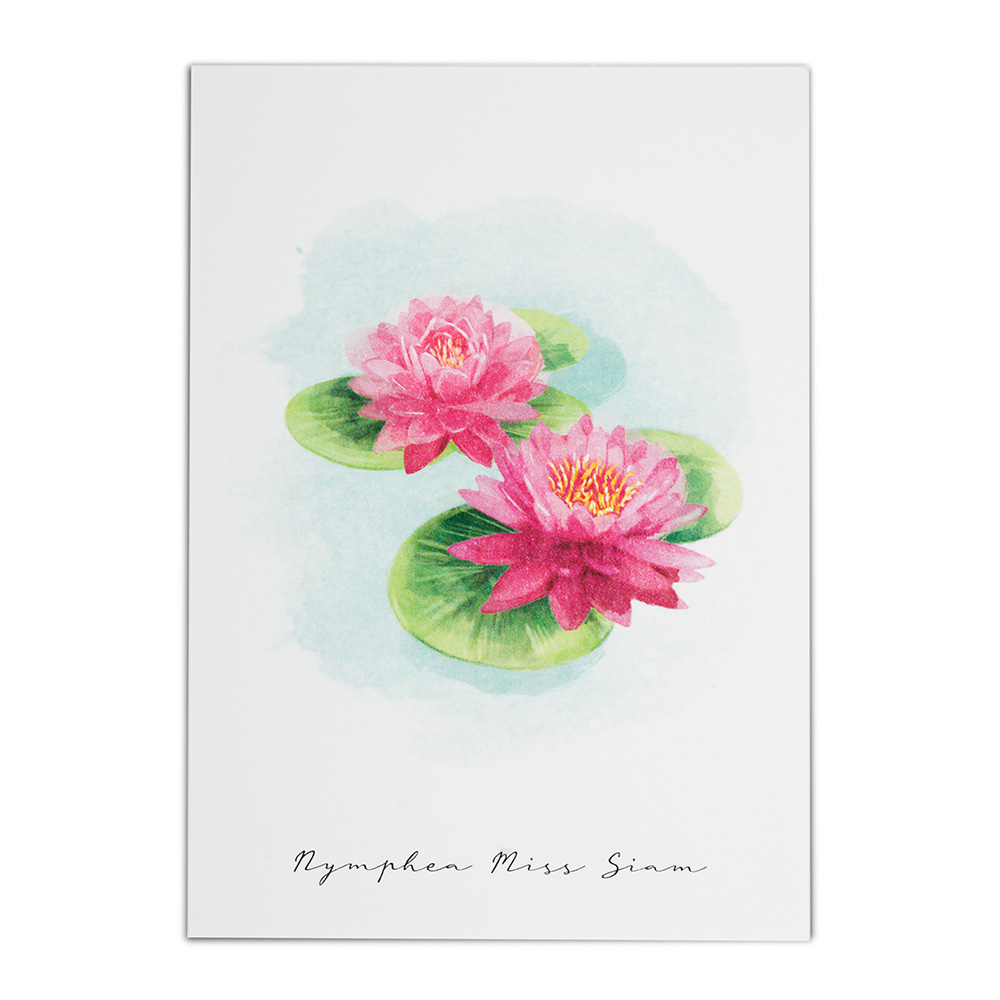 Terre Borromeo Poster - Water Lily