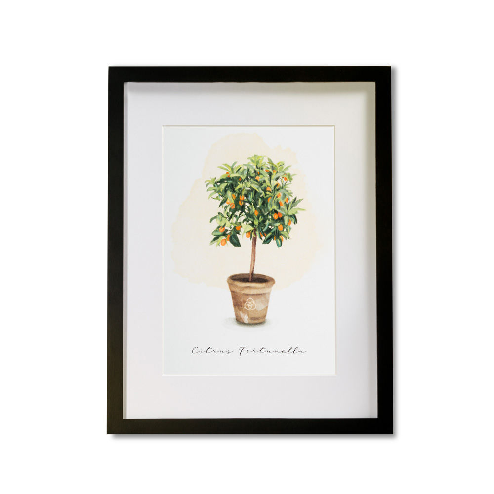 Framed Poster Terre Borromeo - Lemon