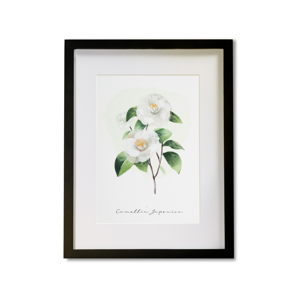 Framed Poster Terre Borromeo - Camellia