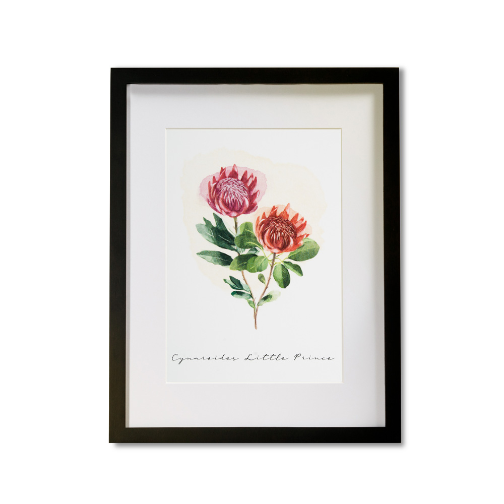  Poster con Cornice Terre Borromeo - Protea