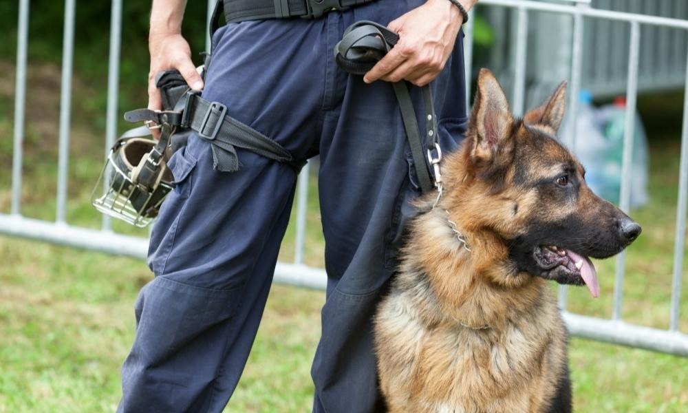 Canine security hot sale training