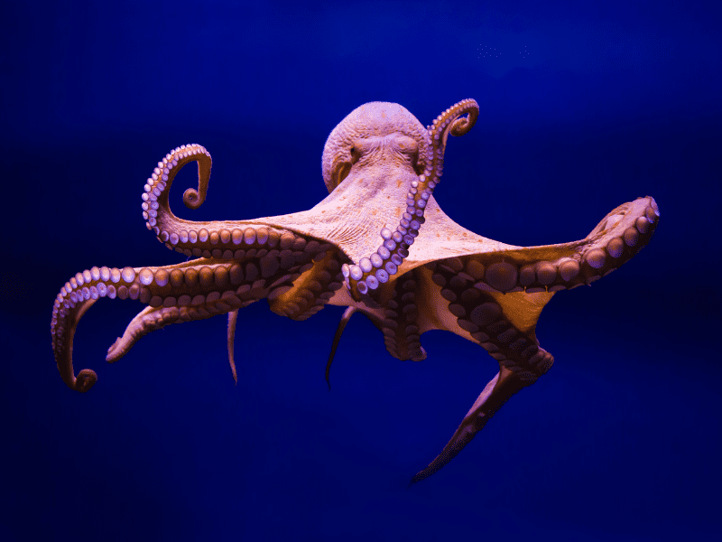 Felpa sale octopus fuoco