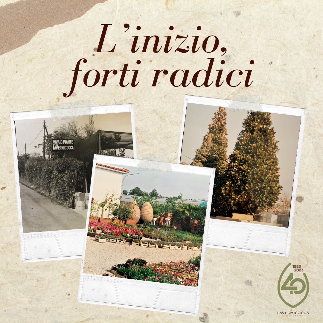 Anniversario 40 anni Vivai Lavermicocca l'inizio, forti radici