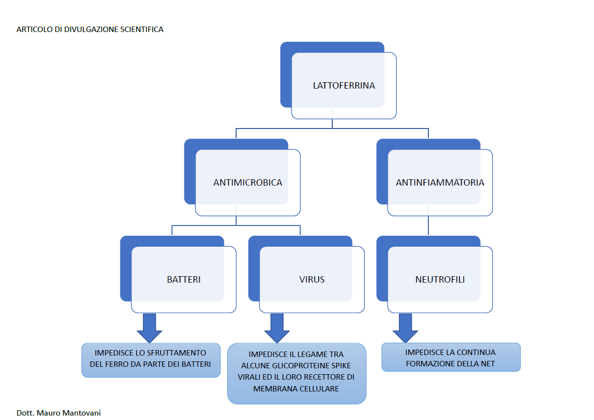 GRAFICO FUNZIONI LATTOFERRINA