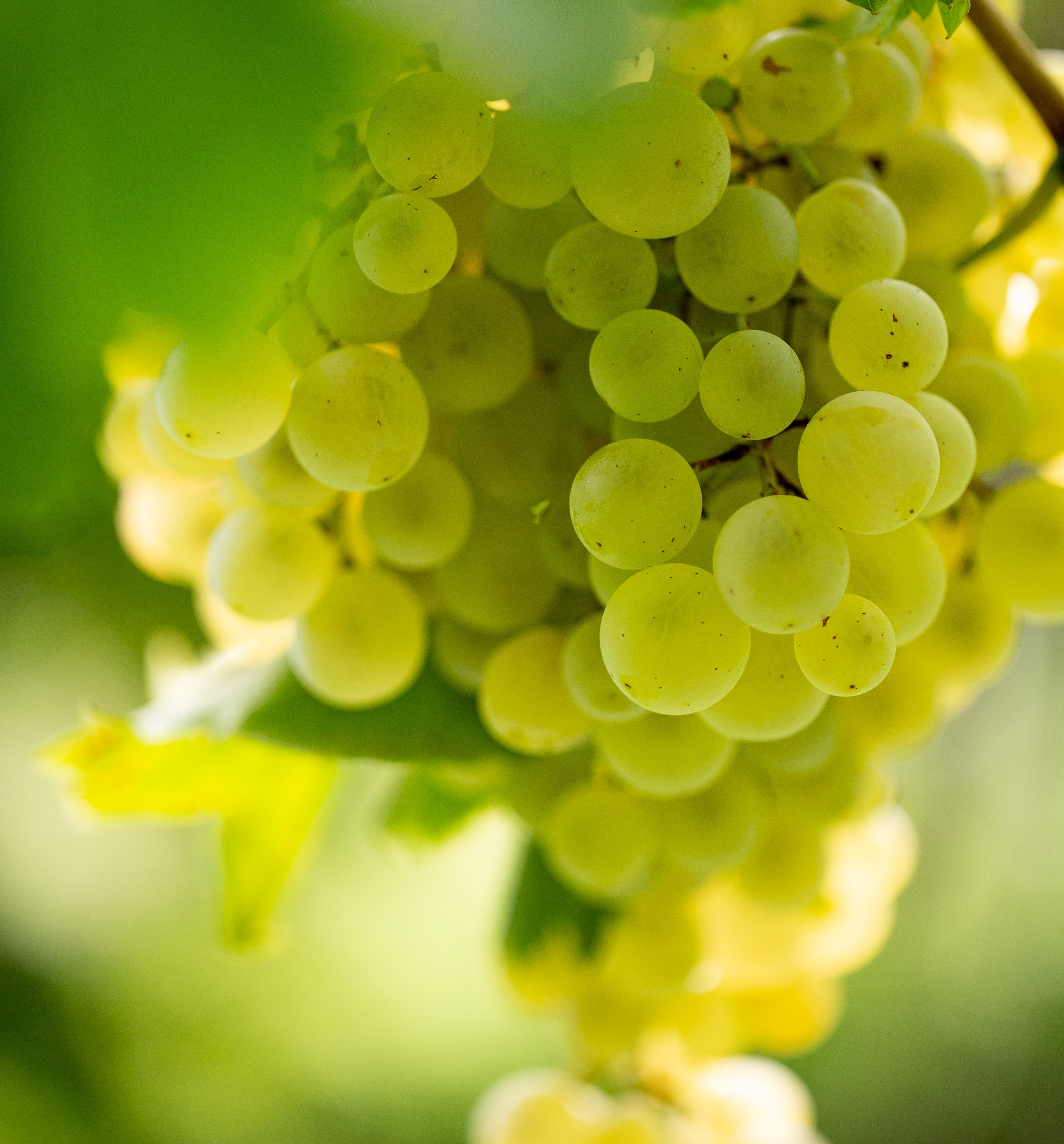 Come avviene la maturazione dell’uva da vino