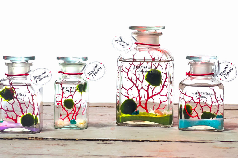 Il Marimo: simbolo di Amore, armonia e prosperità 