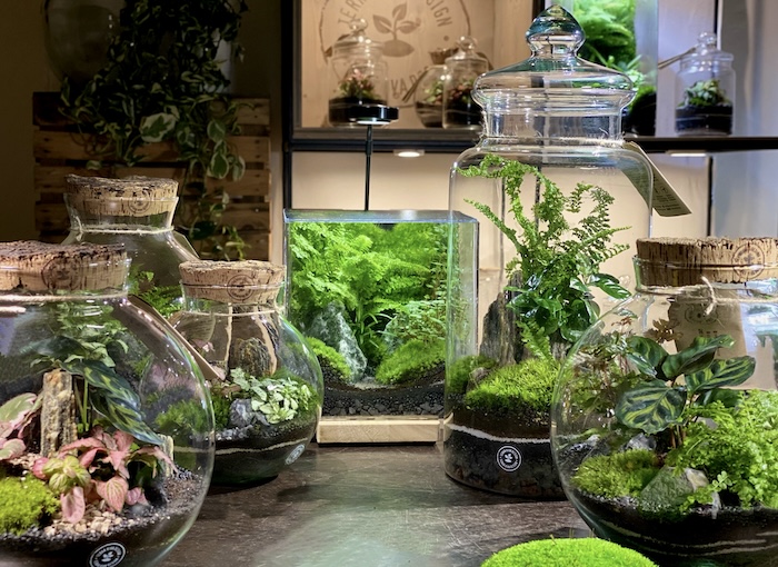 ​​​​​​​Il Terrario: cos’è, come funziona e come si mantiene 