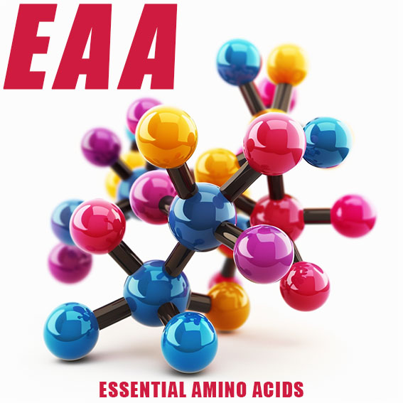 The Essential Amino Acids