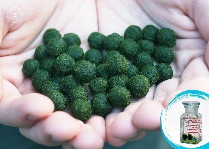Proteggi il Tuo Marimo Quando Parti per le Vacanze! 