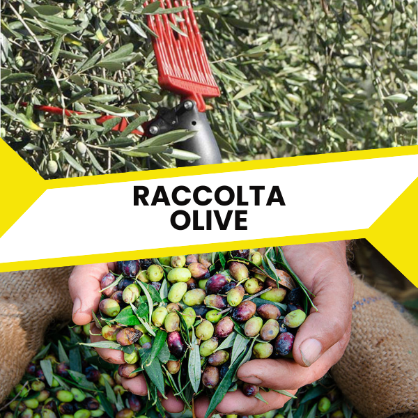 Raccolta olive