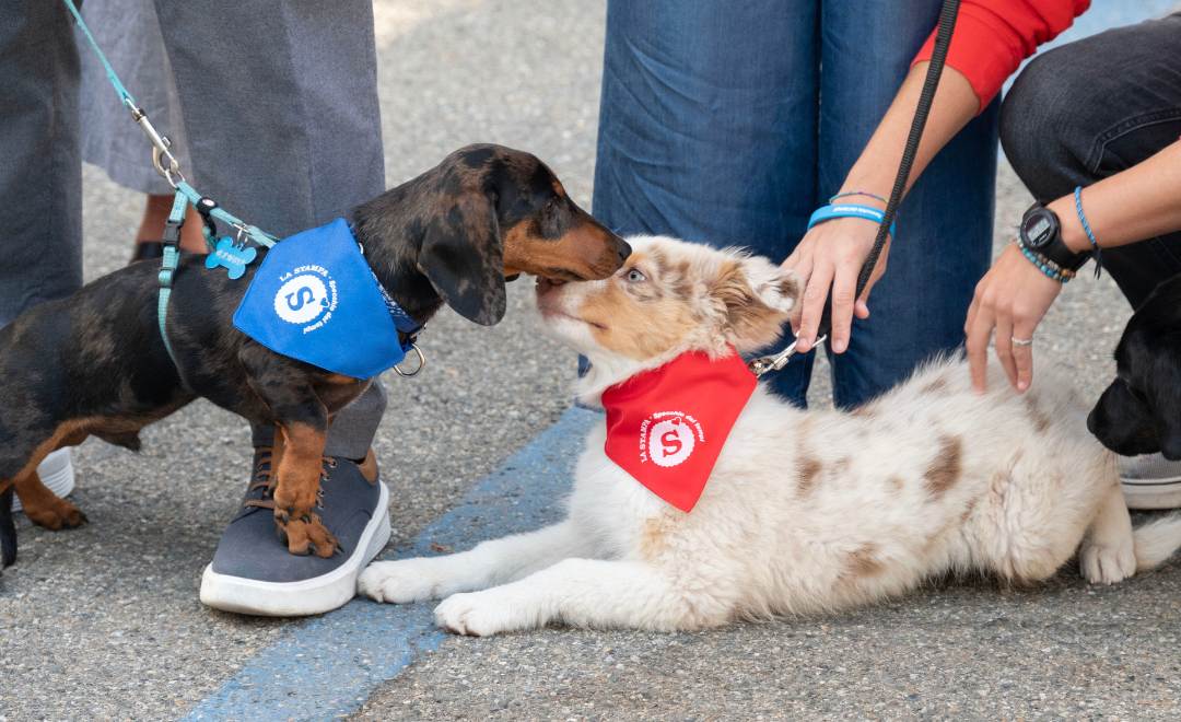 Walking with Fido-image