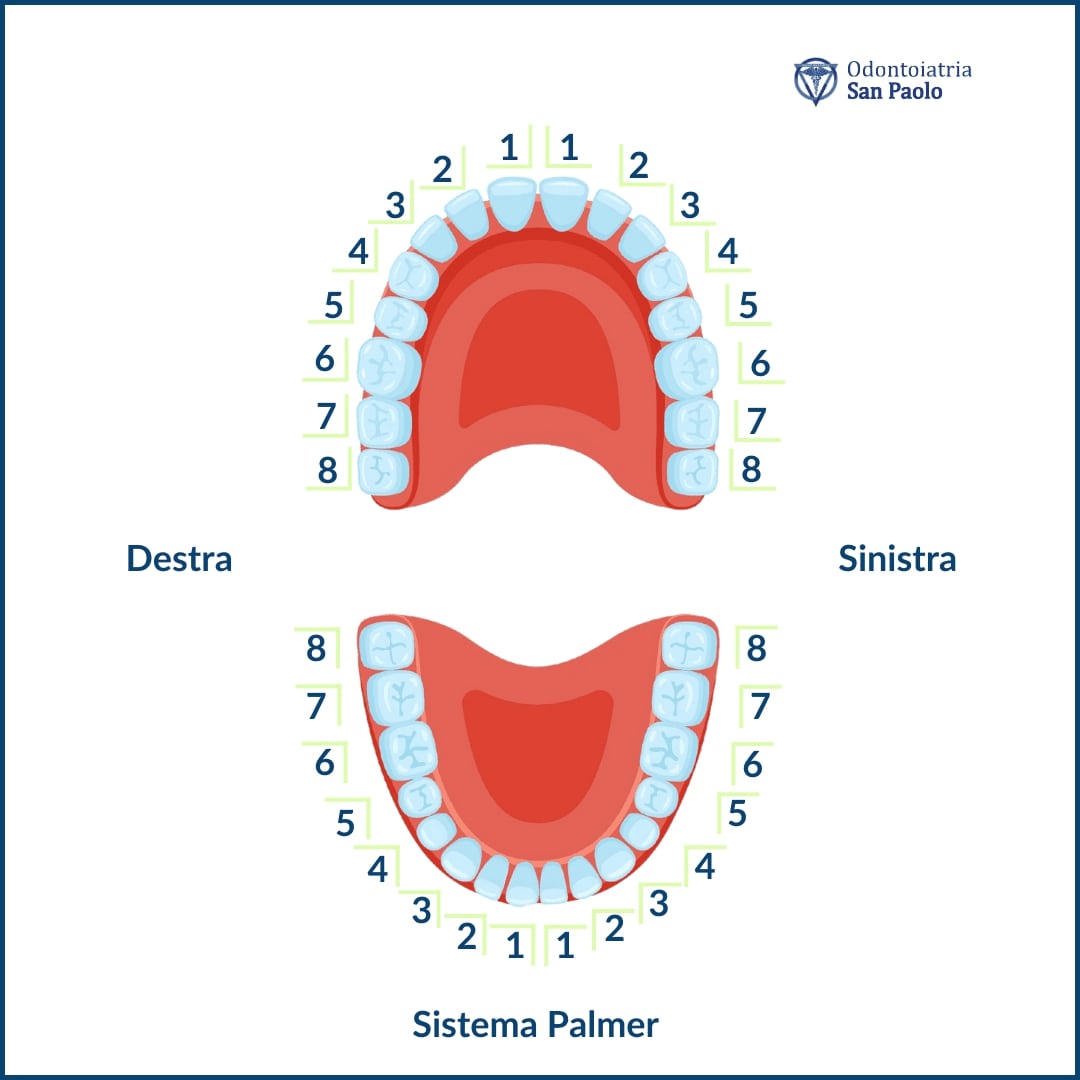 sistema di numerazione denti palmer