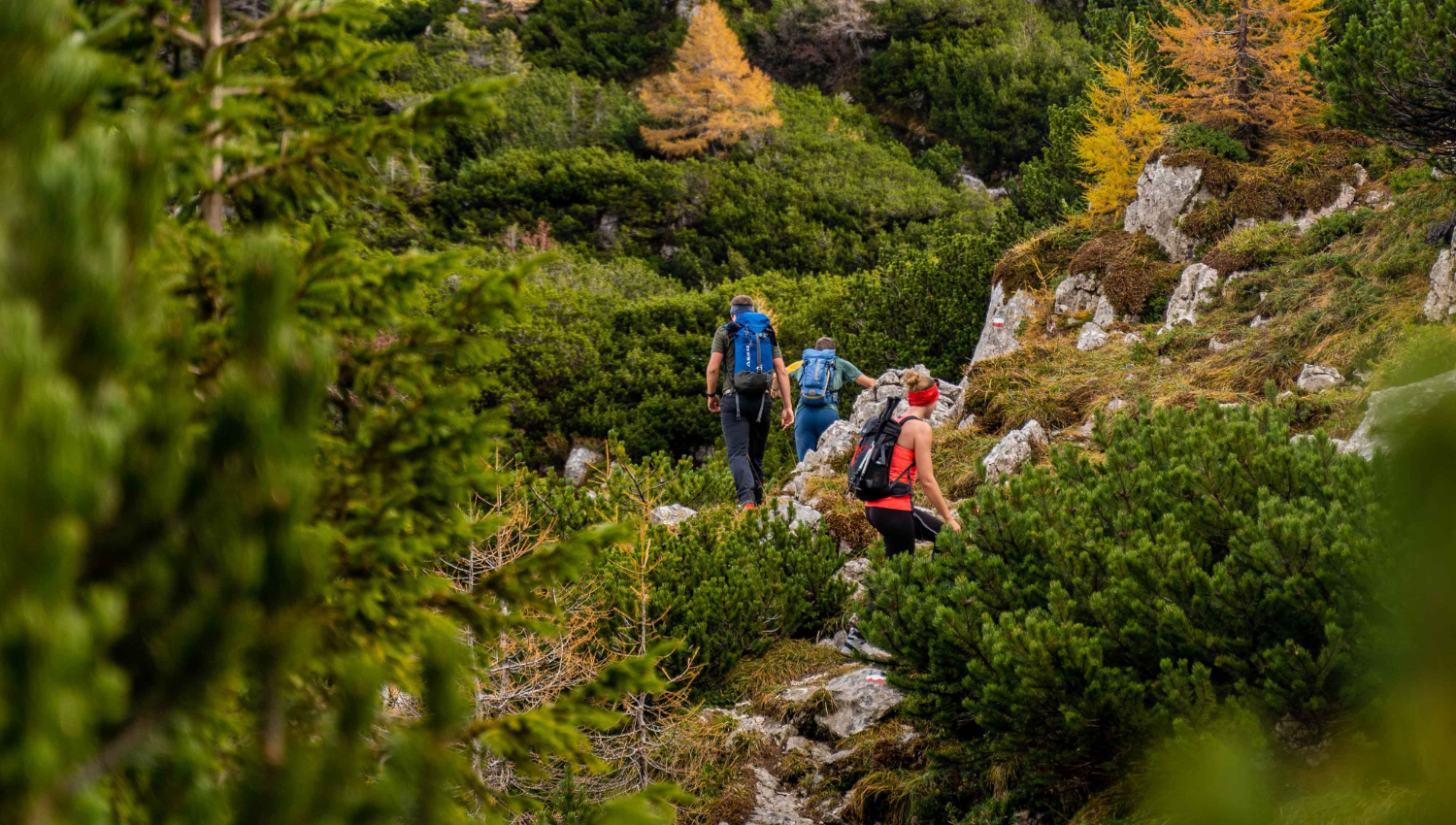 Grupo de personas haciendo senderismo en un sendero rocoso entre arbustos y vegetación alpina