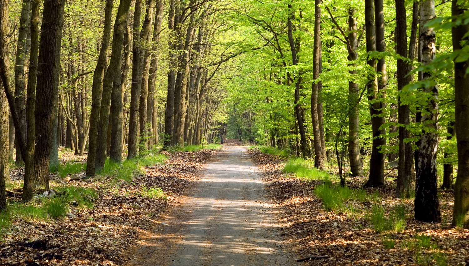 Camino de tierra rodeado de árboles altos en un bosque frondoso y soleado