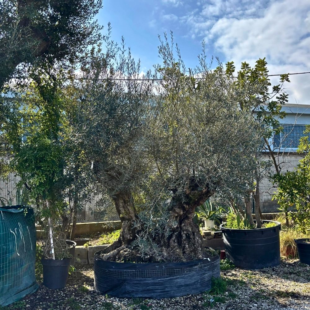 Albero di Ulivo 2 tronchi
