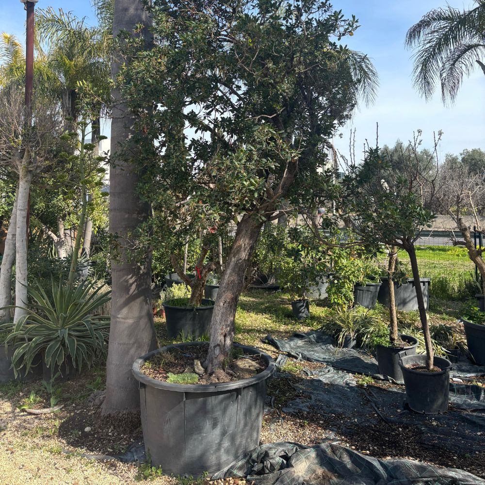 Arbutus Unedo XXL (Corbezzolo)