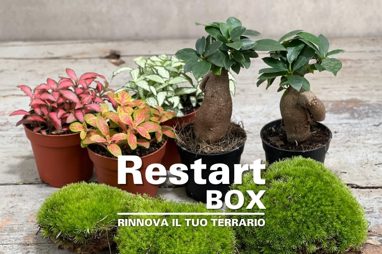 Restart Box Terraviva, le piante che fanno rinascere il tuo Terrario