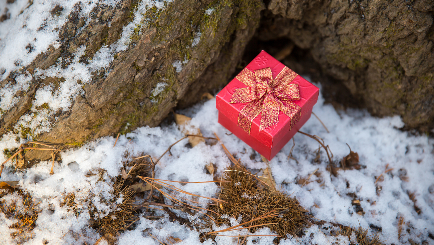 Scatola regalo rossa con fiocco dorato posizionata sulla neve ai piedi di un albero.