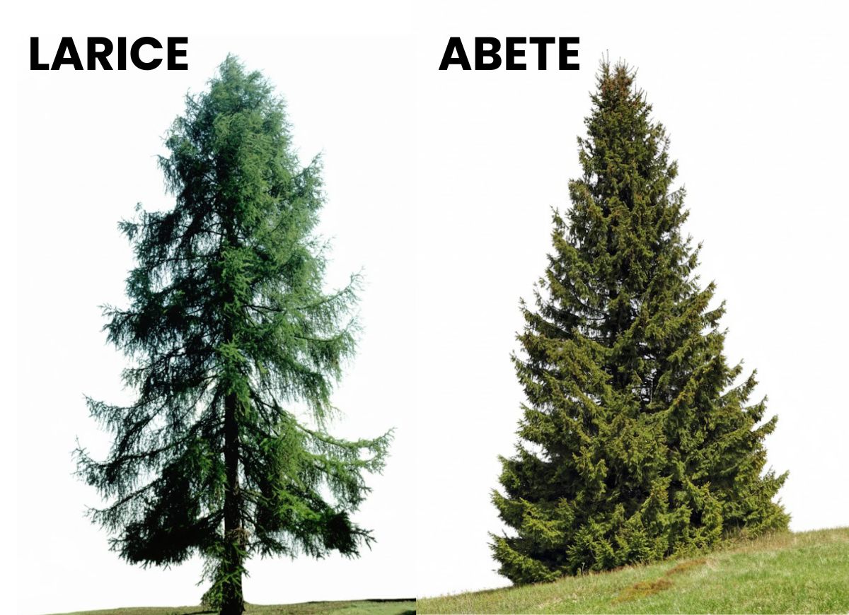 confronto fra albero di larice, a sinistra, e abete, a destra