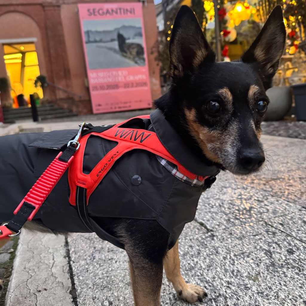 Quando il freddo si fa sentire: come e quando proteggere il cane dalle basse temperature