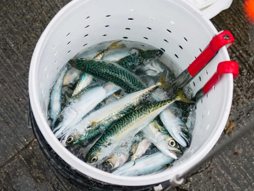 PESCA AGLI SGOMBRI: Strategie Avanzate per Massimizzare le Catture"