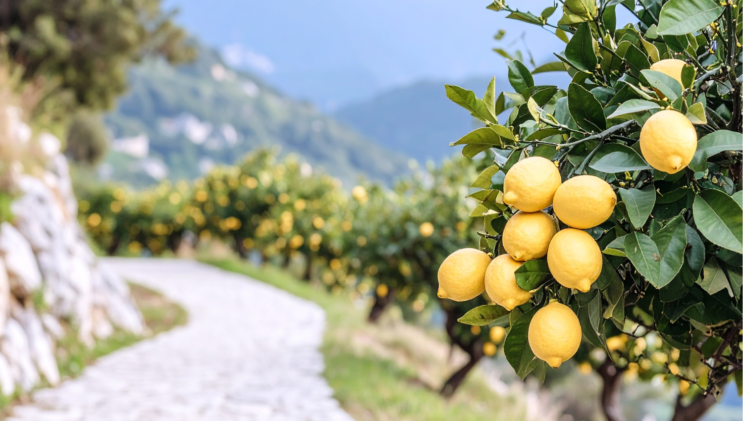 albero di limoni su strada in costiera amalfitana