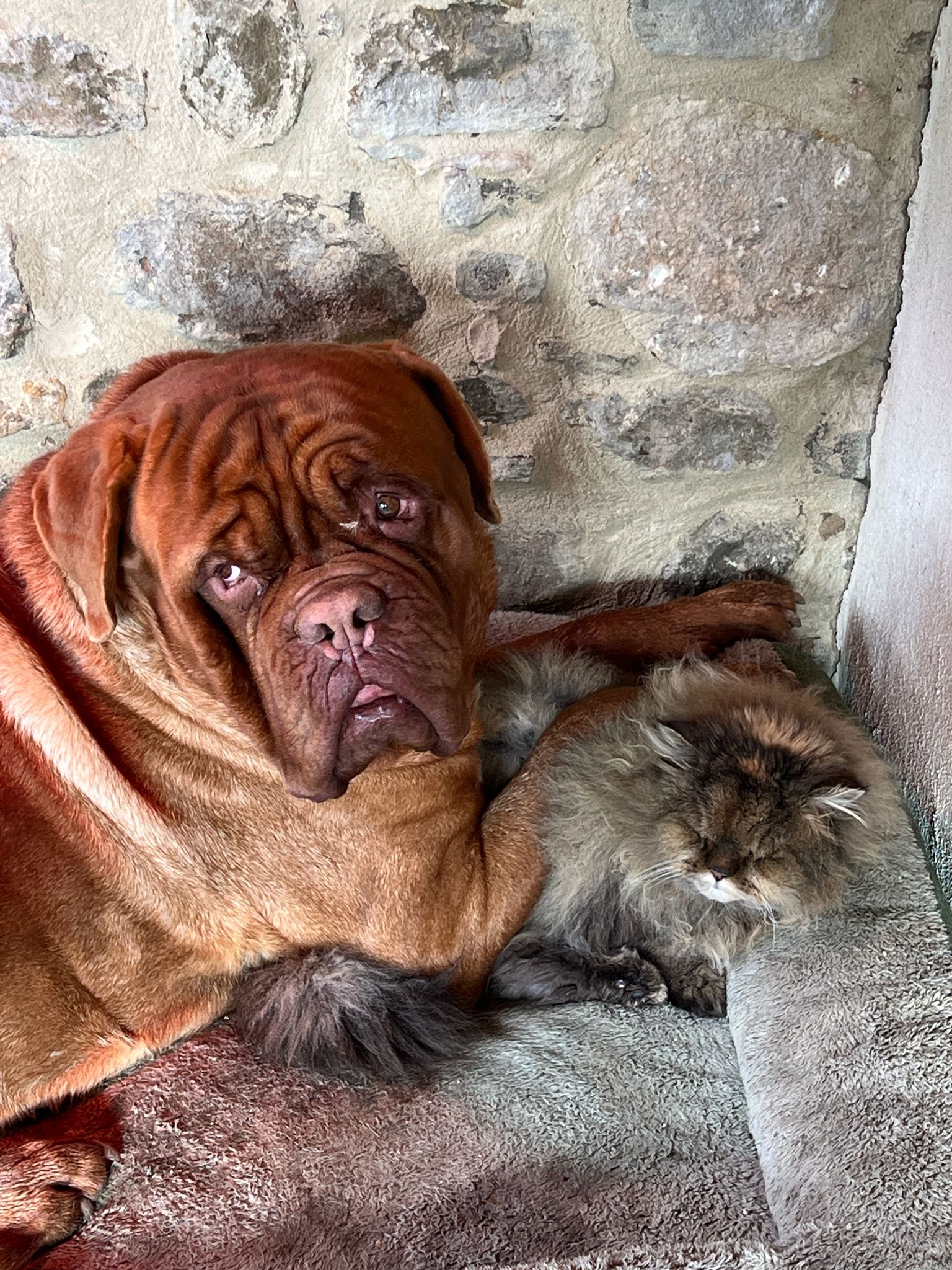 Il cane Birillo e la gatta Chleo.