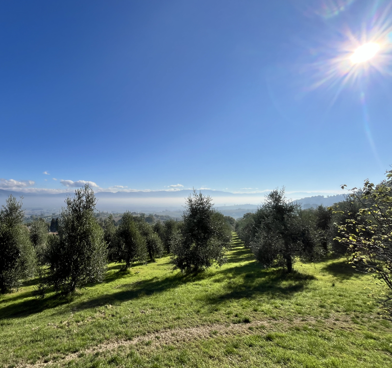 Vista sull’uliveto in una giornata di sole.