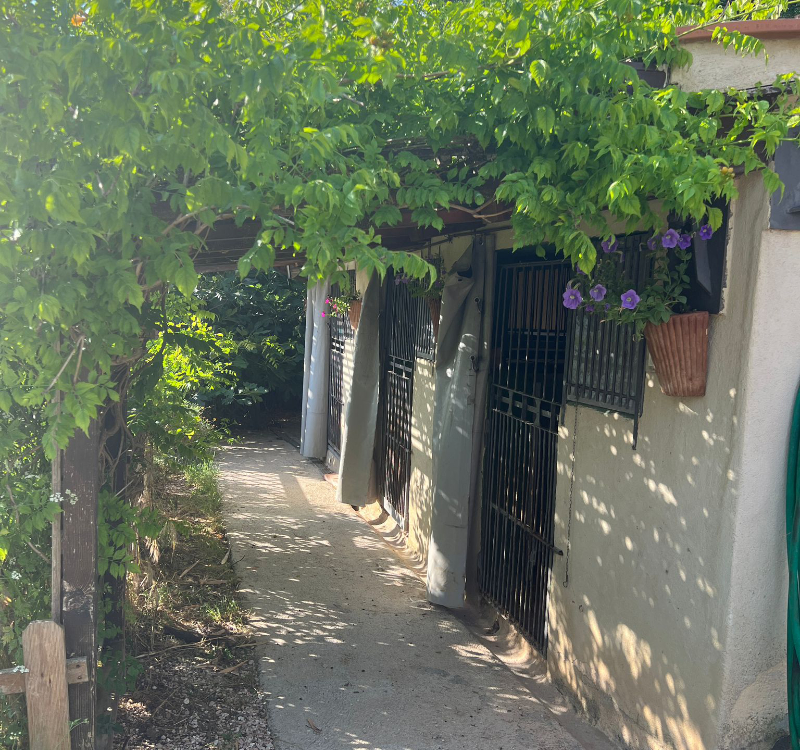 Box per cani in una struttura indipendente, immersa nel verde e ombreggiata da rigogliose piante rampicanti. 
