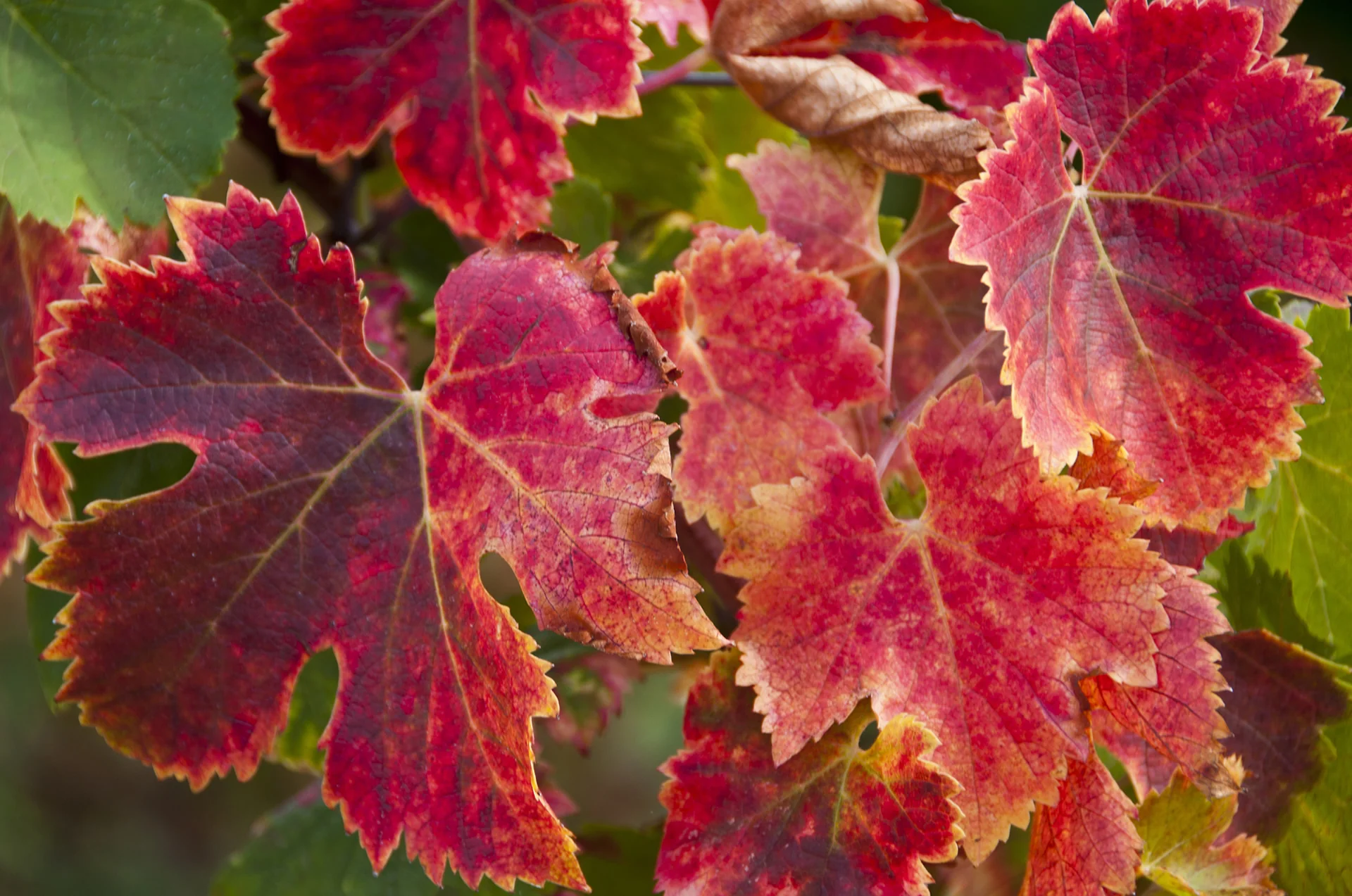 Vitis vinifera