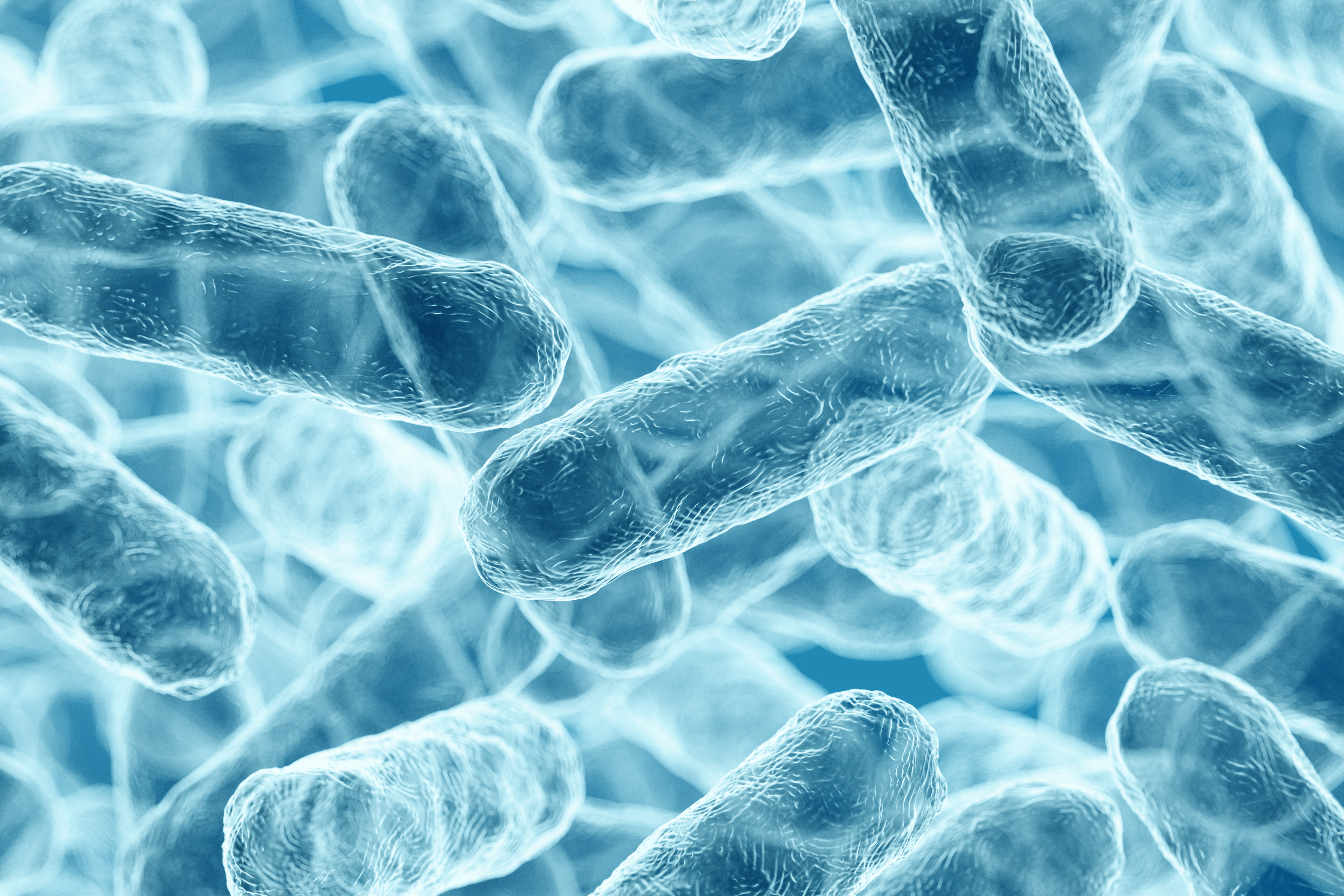 Lactobacillus reuteri