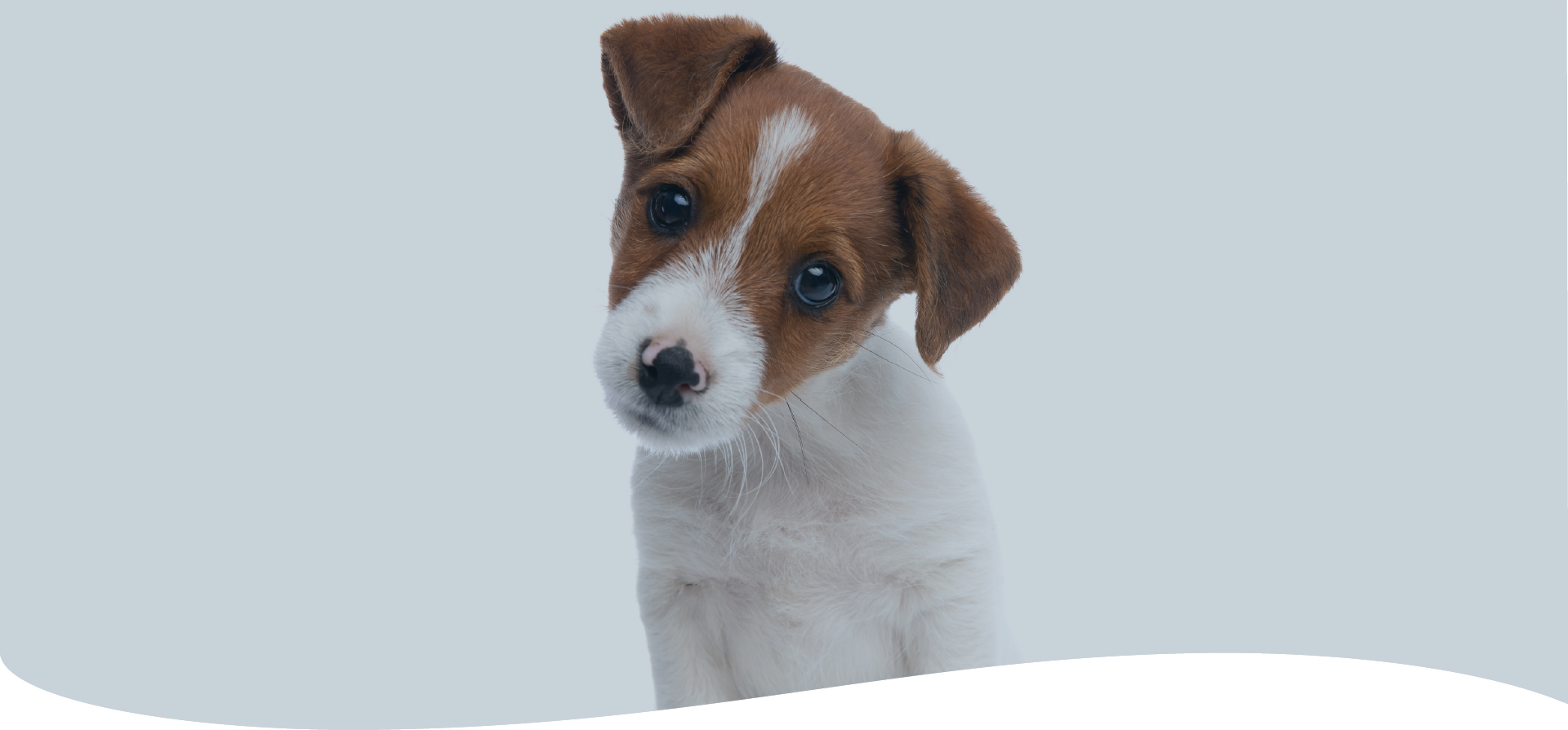 Diarrea nel cucciolo di cane: cosa fare subito, cause e gestione del problema
