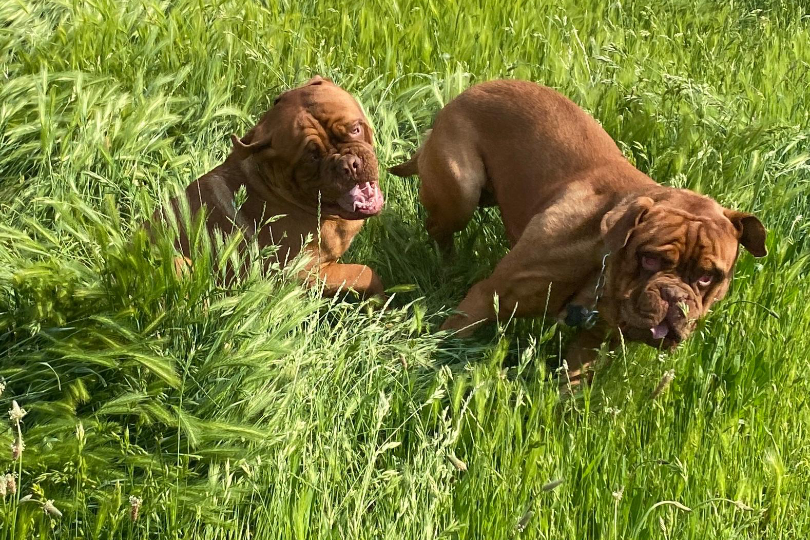 Due cuccioli di Dogue de Bordeaux giocano felici su un prato verde 