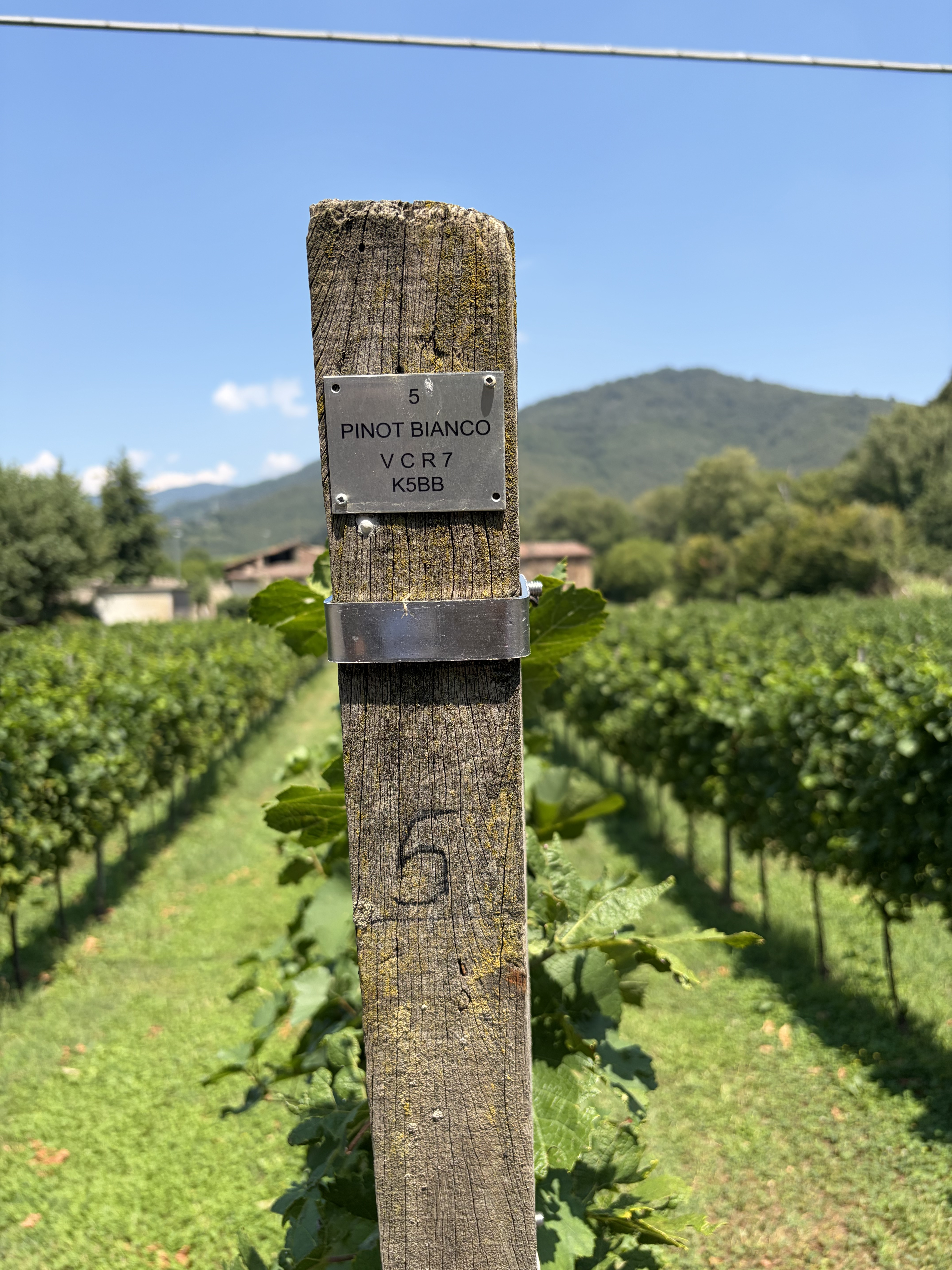 Parcelle dedicate alla sperimentazione viticola