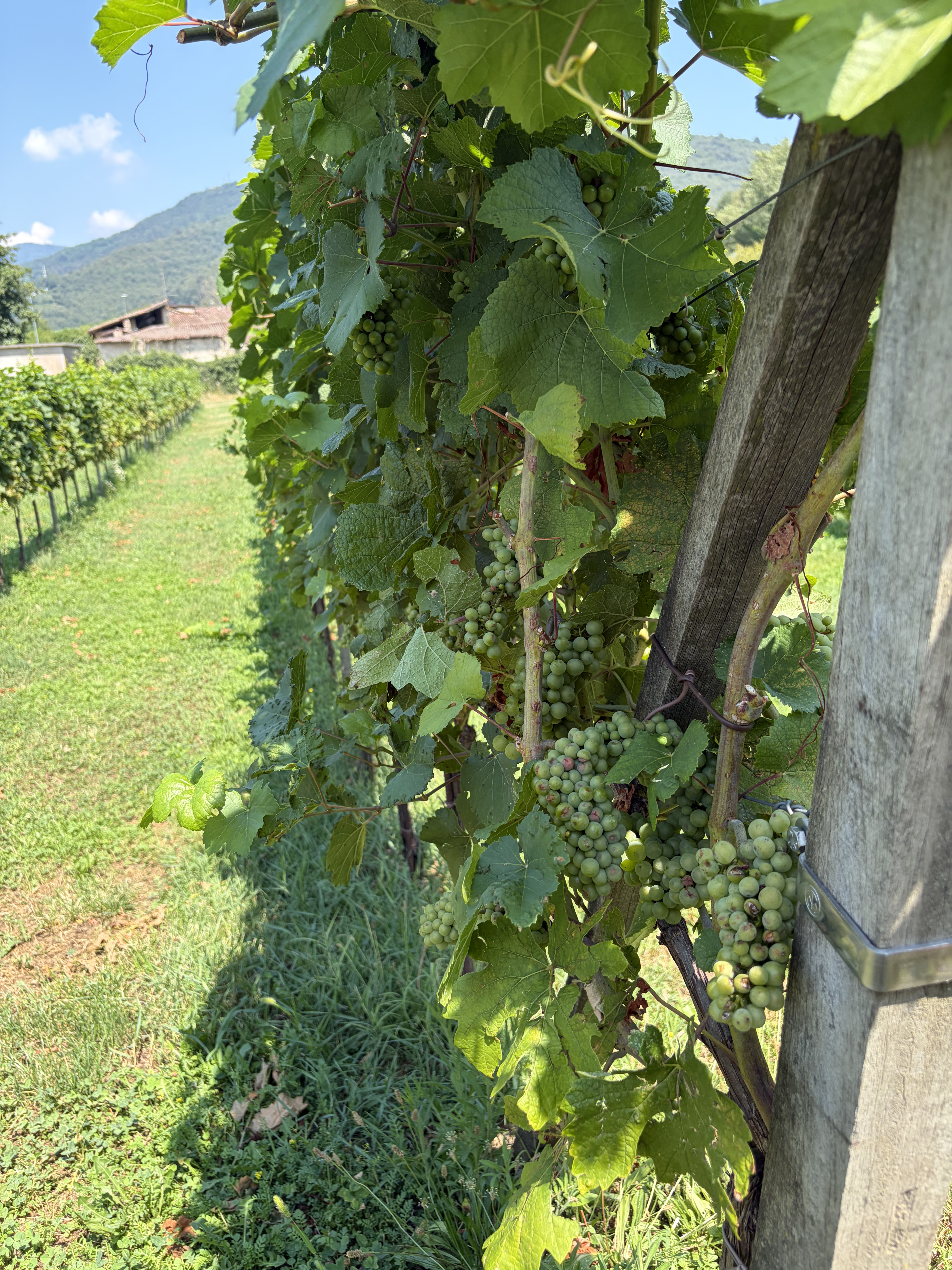 Filari del vigneto sperimentale