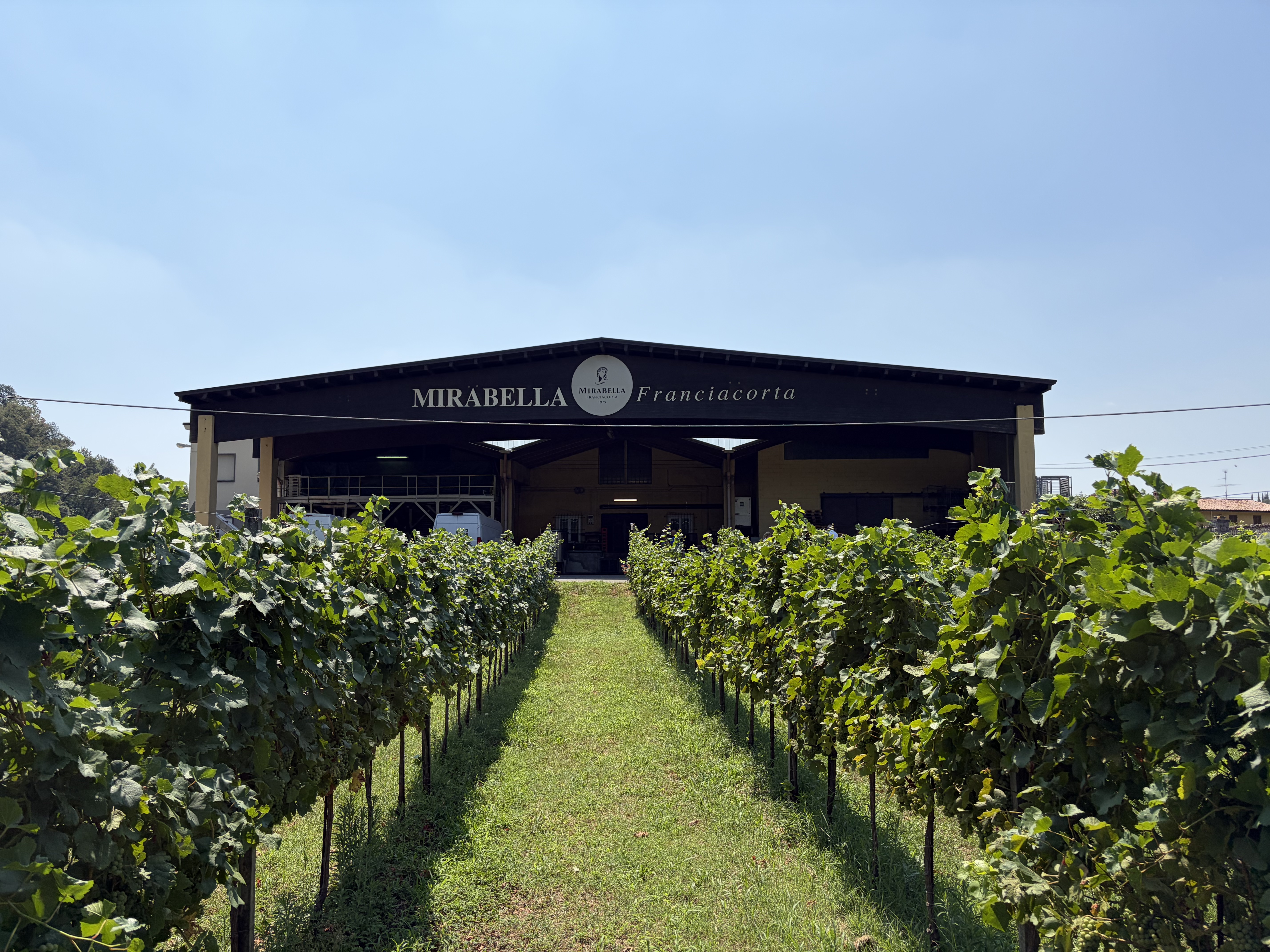 Panoramica del vigneto sperimentale