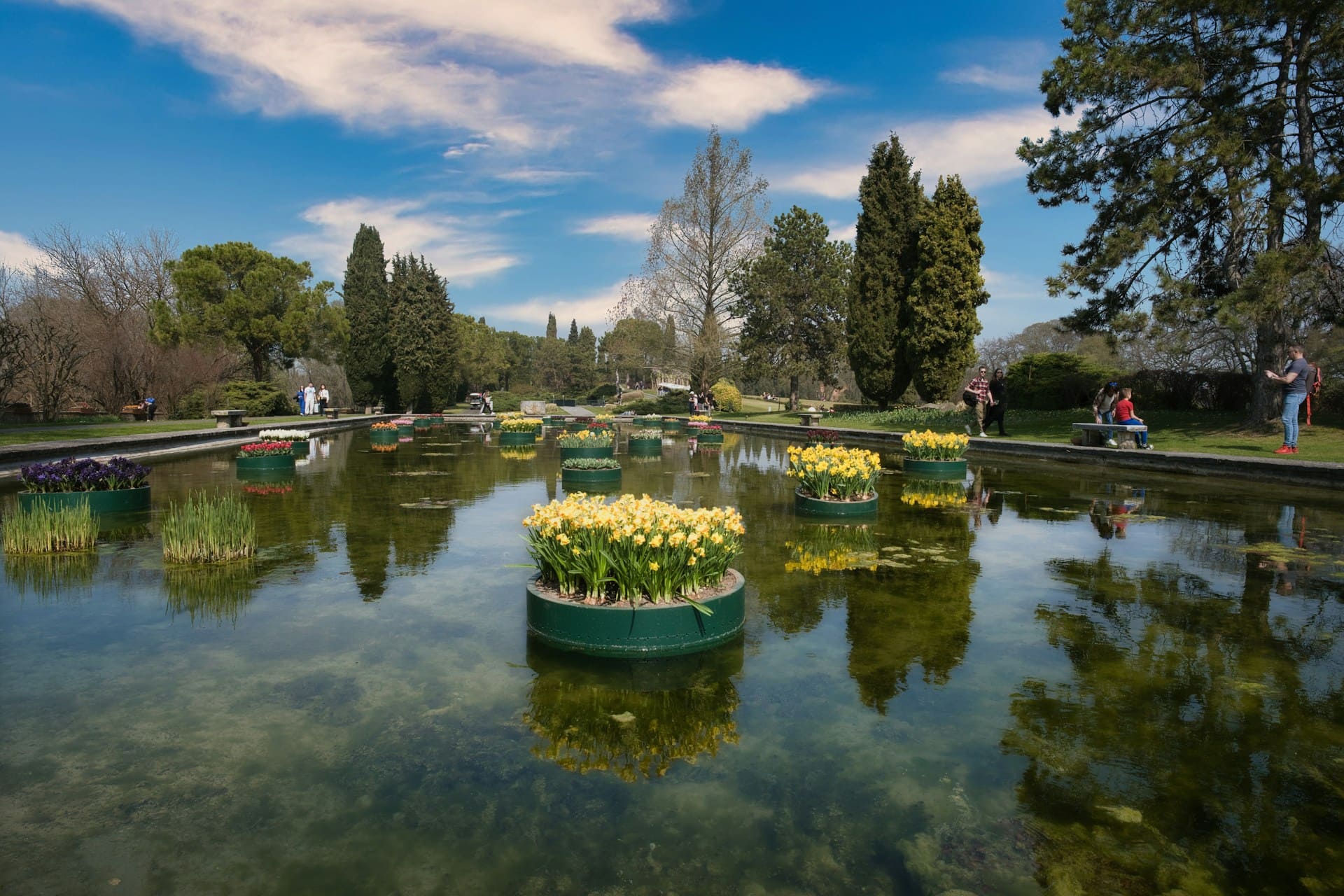 fiori gialli nel parco del mincio 
