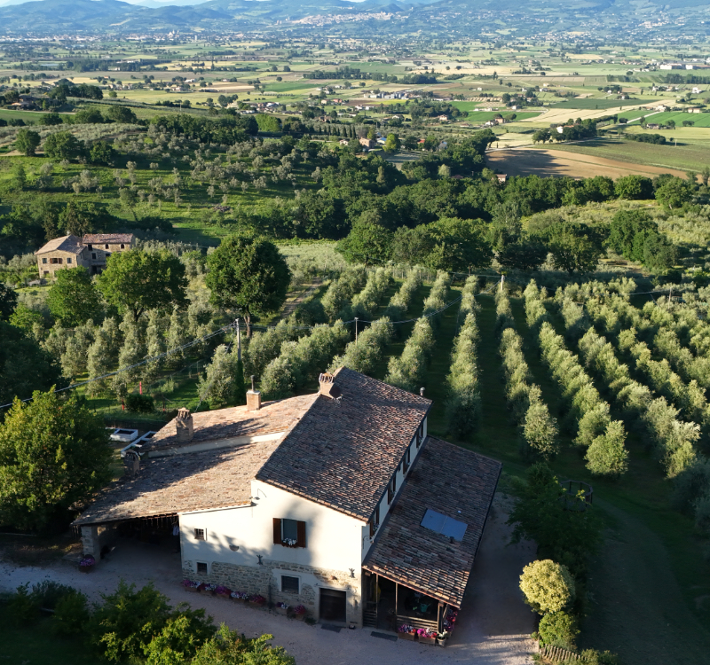Veduta del casale dall’alto con l’uliveto sullo sfondo.