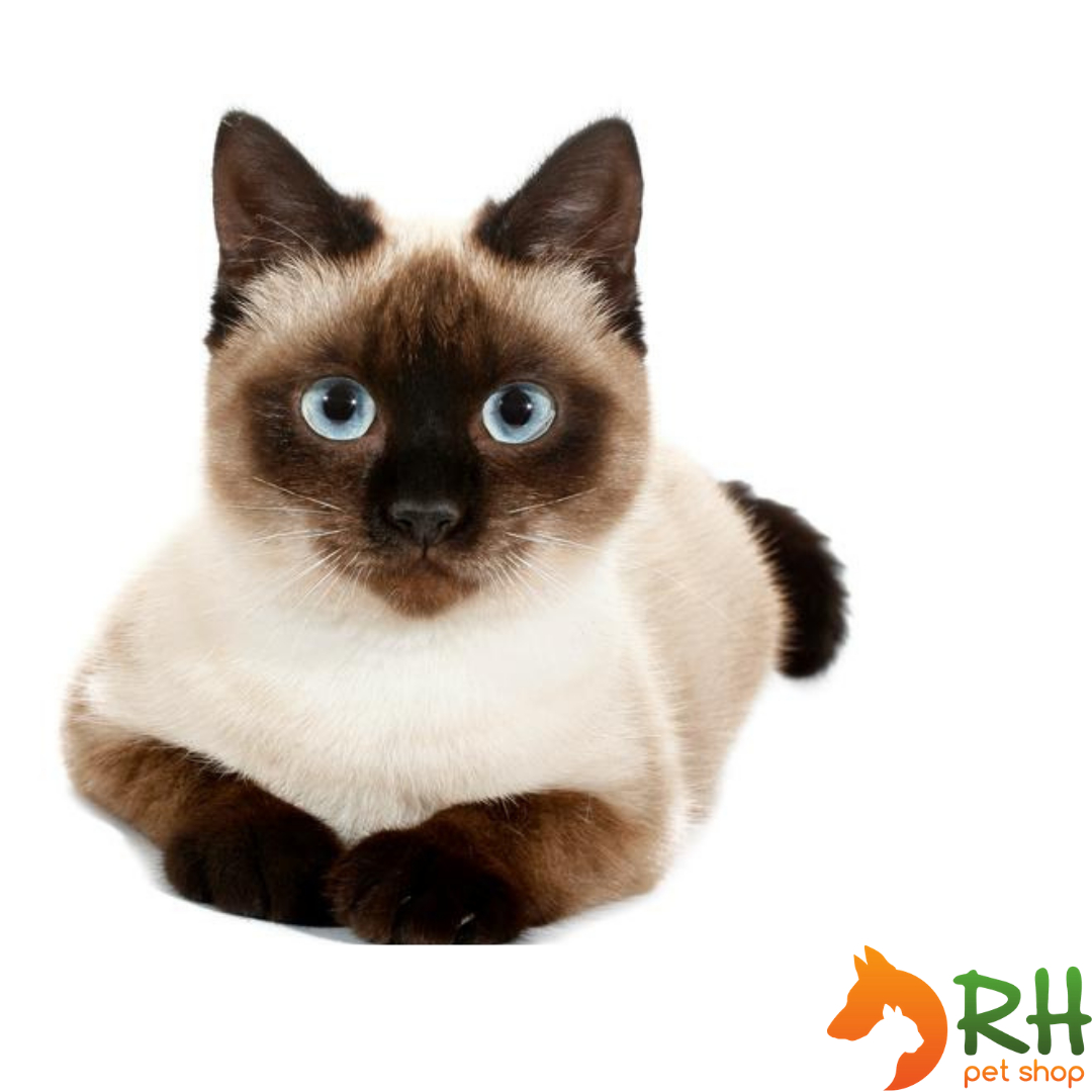 Blog - RHpetshop