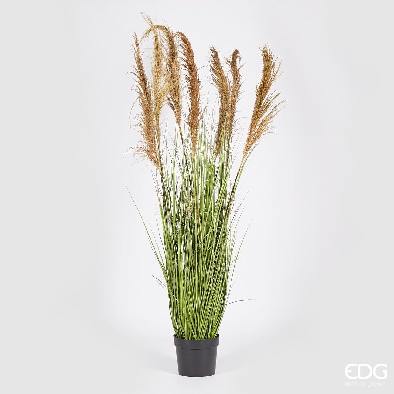 Festuca Donax con Vaso h.173 Edg