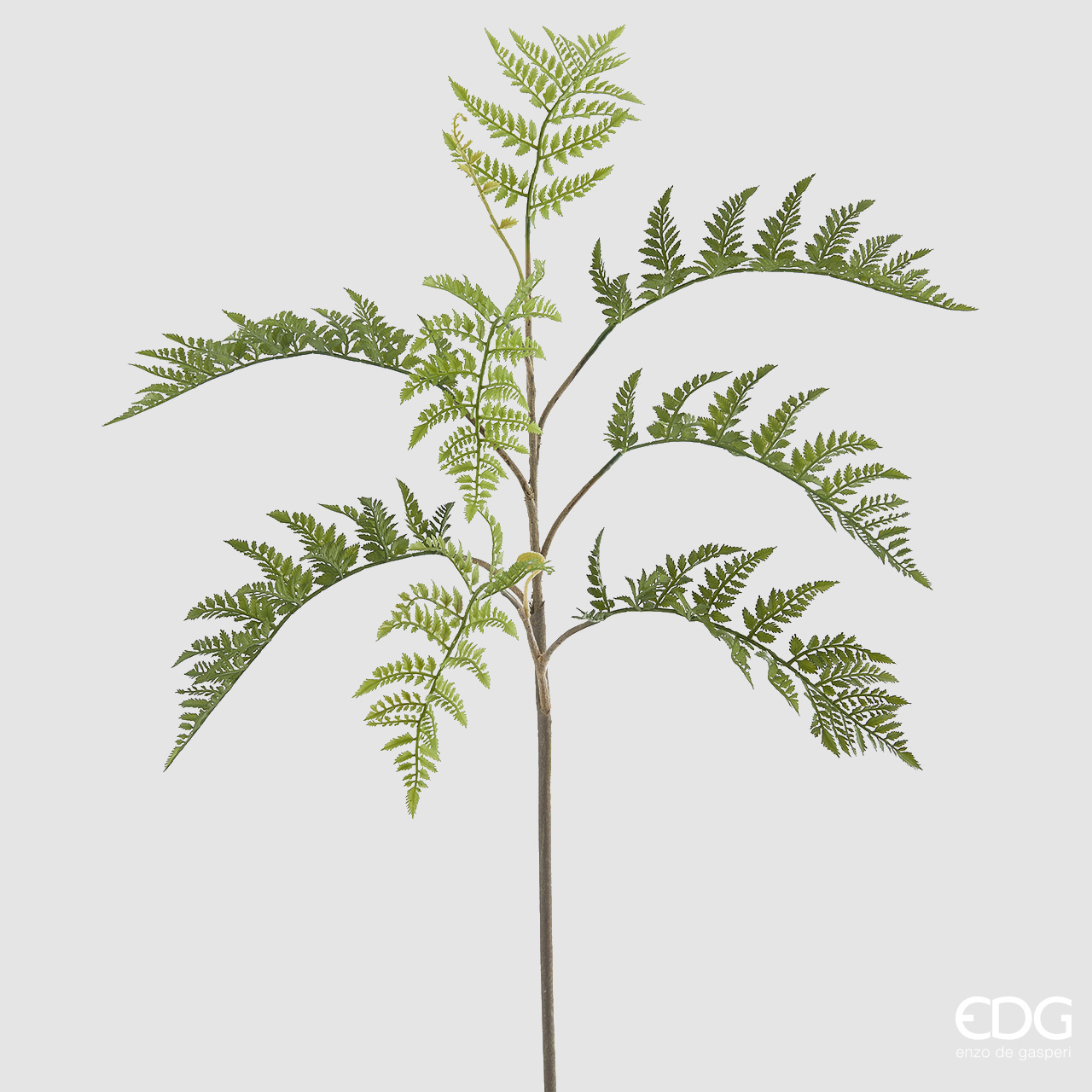 Felce West Ramo h.122 Edg