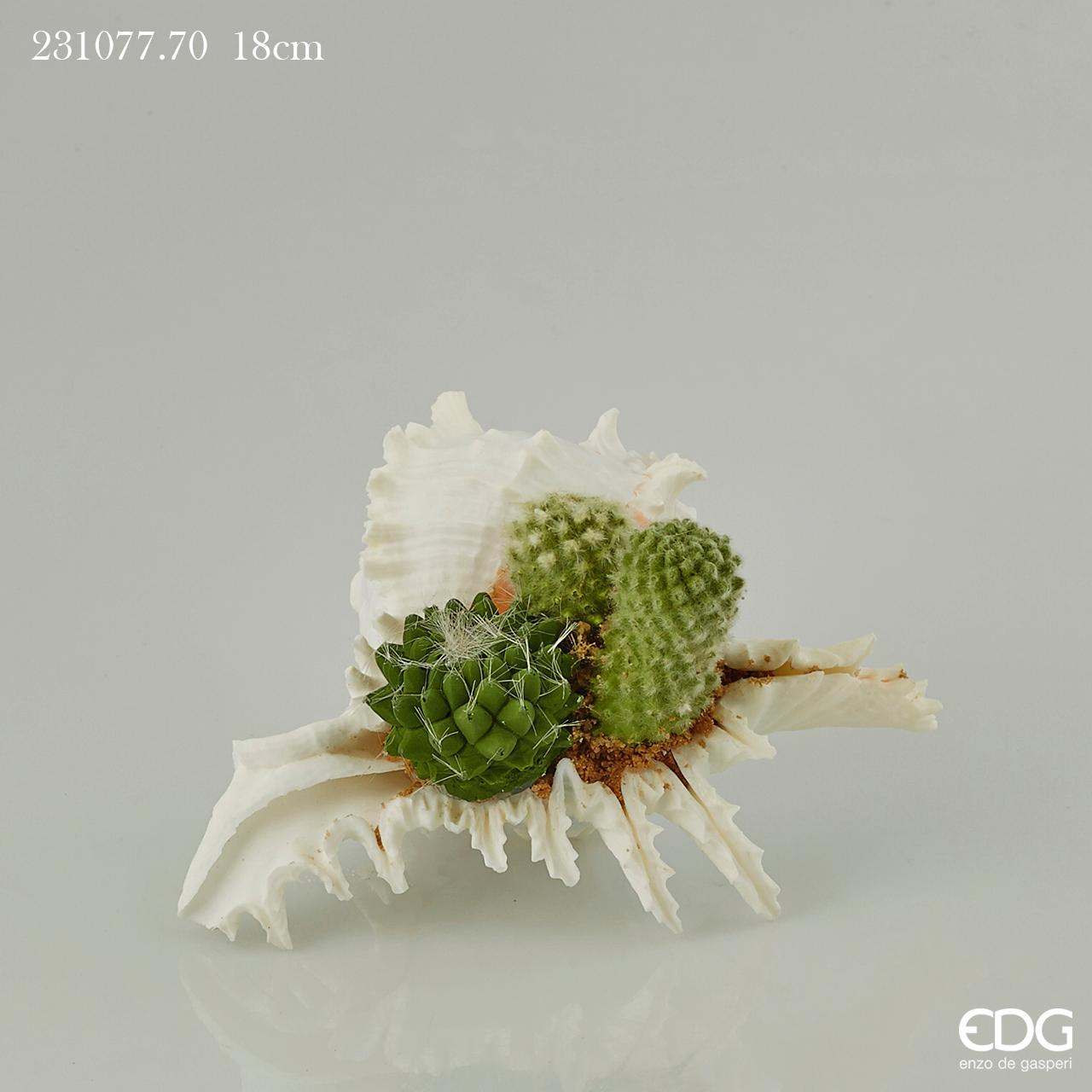 Succulent Bell con Vaso Conchiglia Murex L Edg