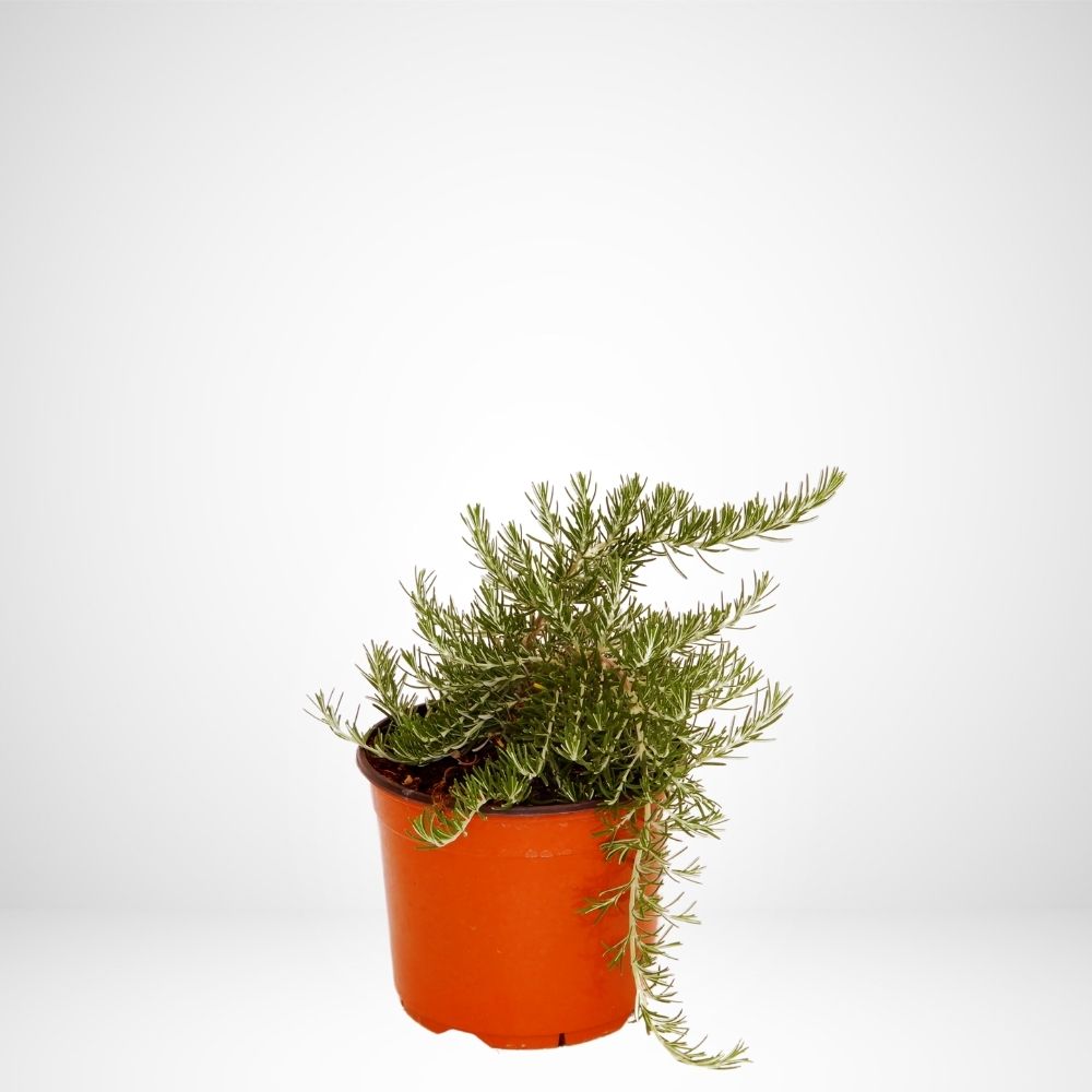 Rosmarino prostrato - ø 18 (Rosmarinus officinalis Prostratus)
